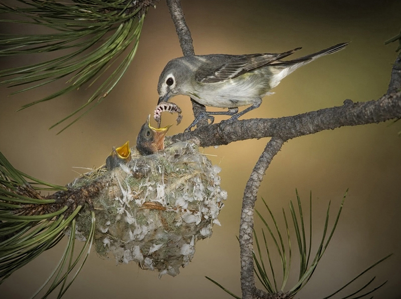 421 - FEEDING - CAMPETELLA JOSE LUIS - argentina.jpg